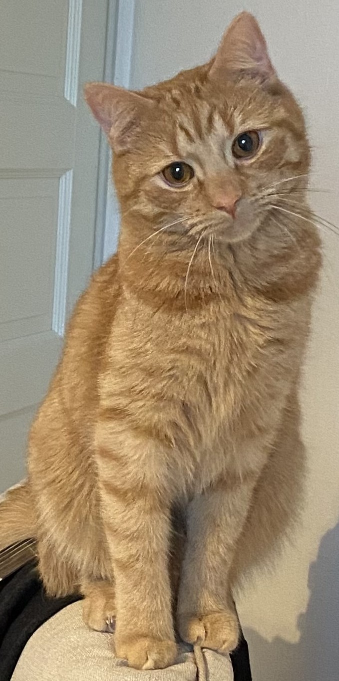 An image of an orange tabby cat